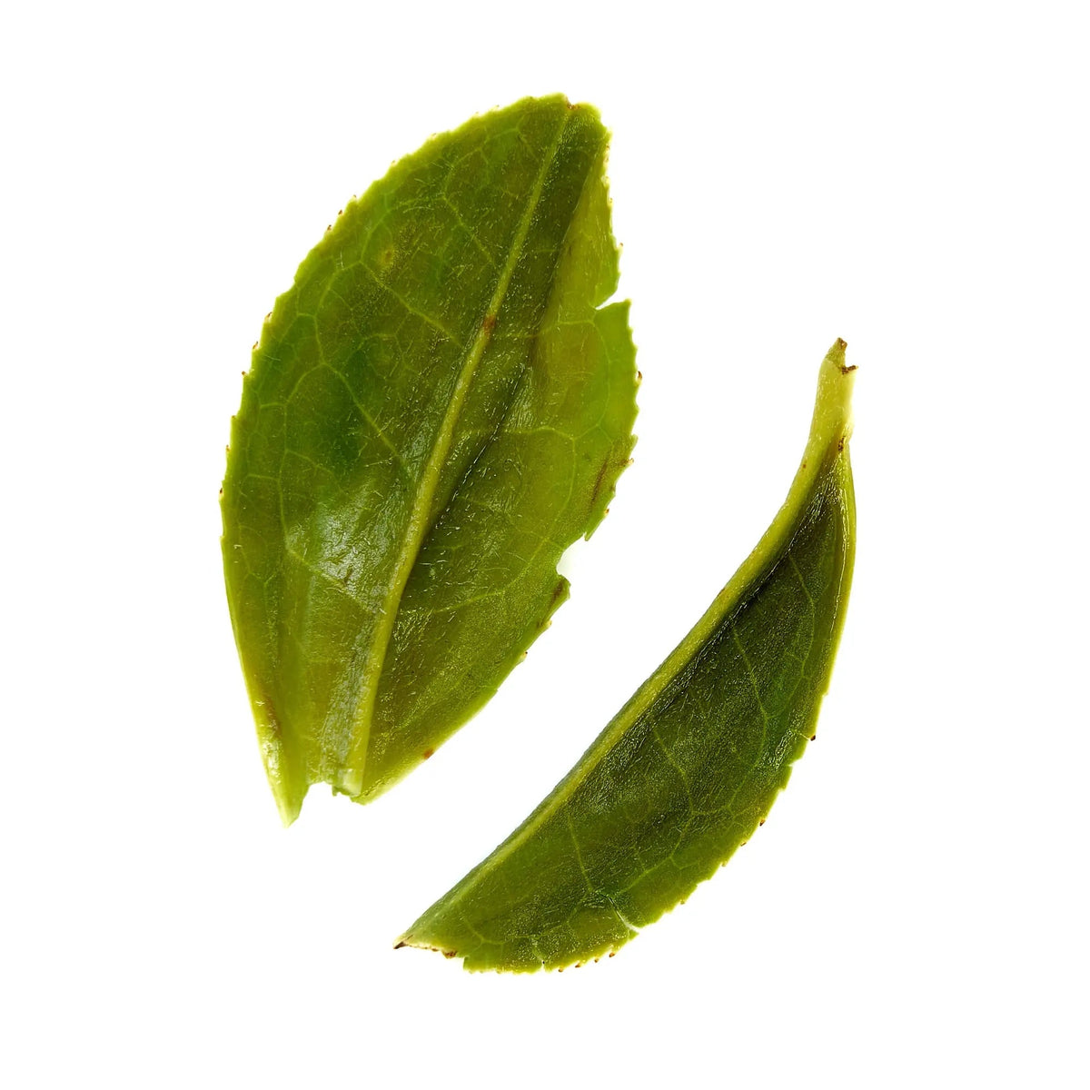 Da LBI Tea Rare Leaves Emerald single estate pi lo chun green tea, steeped wet leaves after brewing